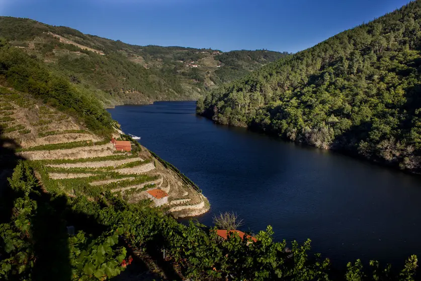 Terrazas Ribeira Sacra