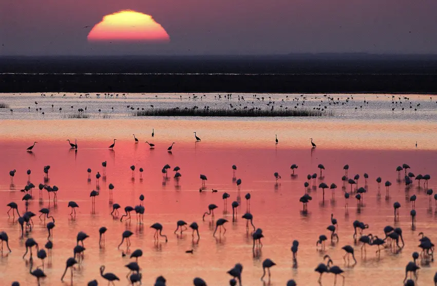 ©-J.M.-Pérez-de-Ayala-Doñana1