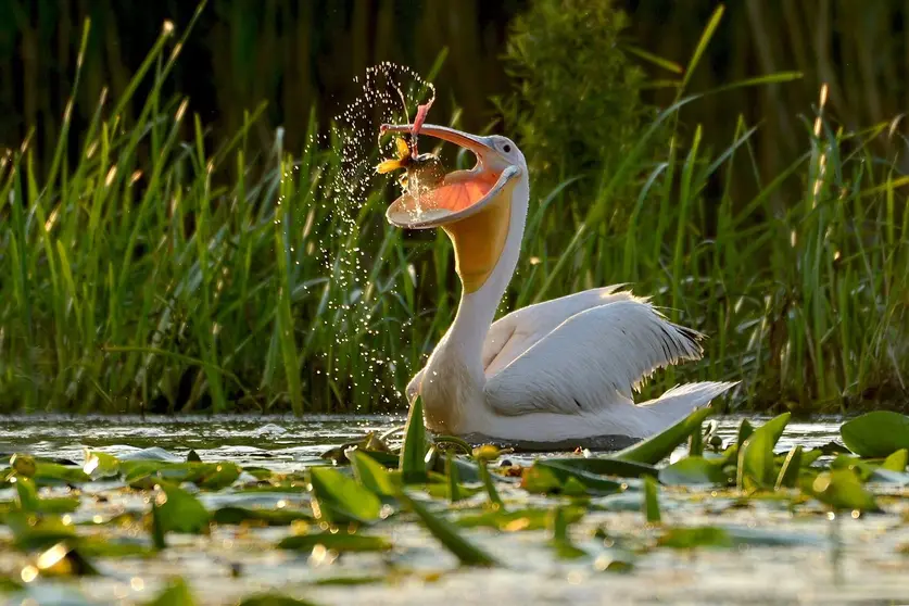 White-Pelican-Danube-Zoltan-Nagy