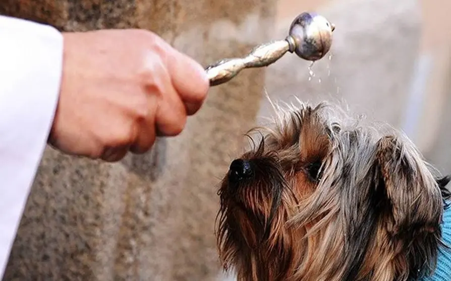 Día Mundial de Bendecir a los Animales