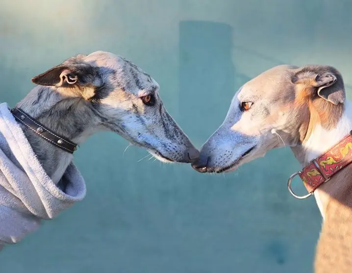 Día Mundial del Galgo