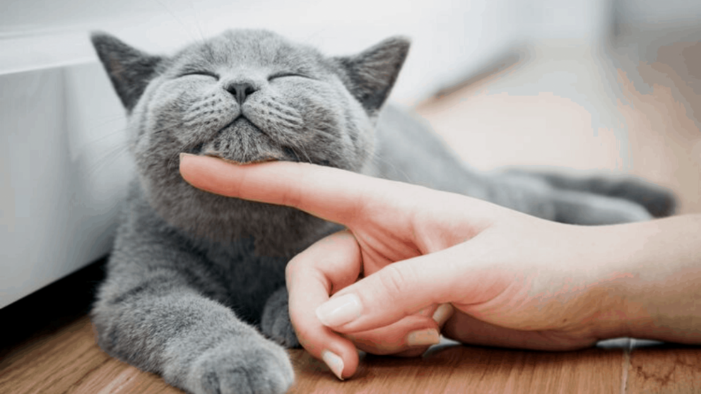 Día Internacional del Gato