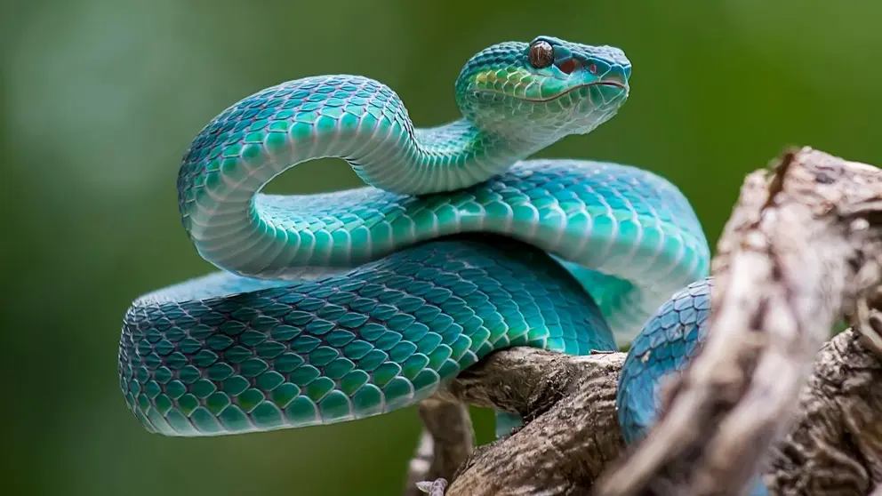 Día Mundial de la Serpiente