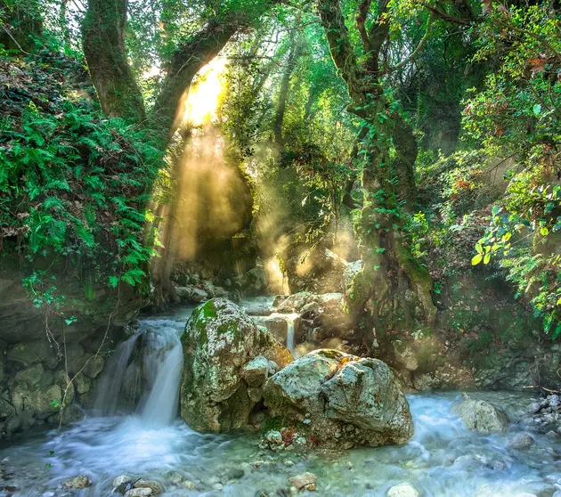 SELVA DE BORNEO