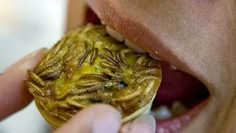 Comida-a-base-de-insectos_opt