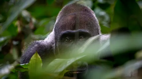 Congo