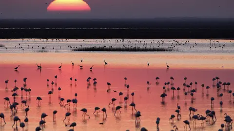 &copy;-J.M.-Pérez-de-Ayala-Doñana1
