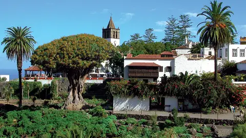 Icod-de-los-vinops