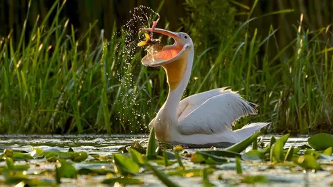 White-Pelican-Danube-Zoltan-Nagy