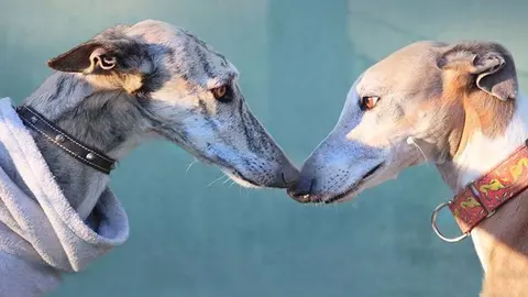 Día Mundial del Galgo