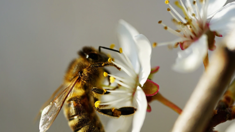 Día Mundial de las Abejas