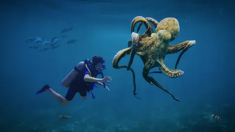 Día Internacional del Pulpo