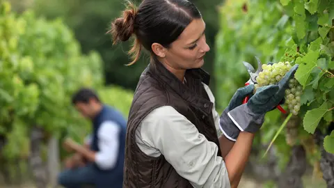Woman harvesting grapes