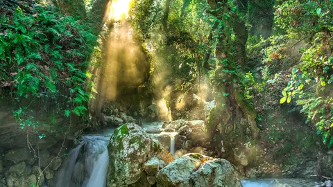 SELVA DE BORNEO